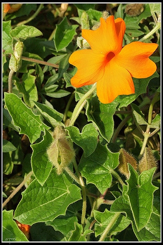 Thunbergia gregorii