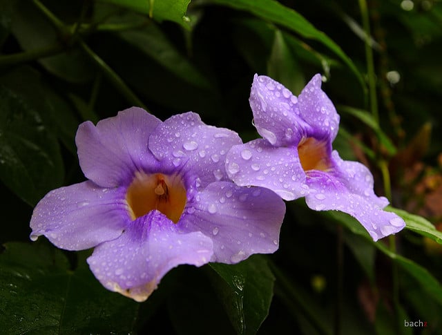 Thunbergia gregorii