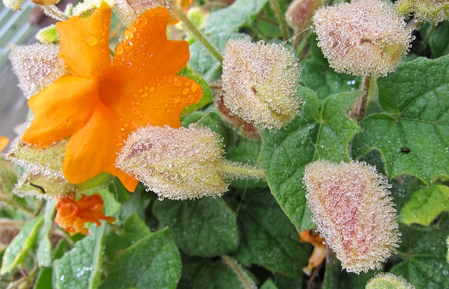 Thunbergia gregorii