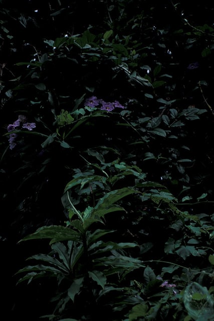 Thunbergia laurifolia