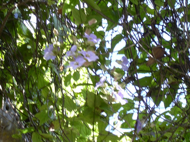Thunbergia laurifolia