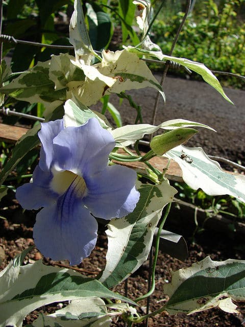 Thunbergia laurifolia