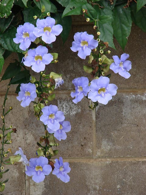 Thunbergia laurifolia