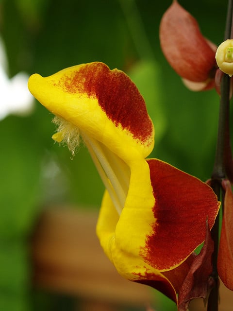 Liane de mysore (Thunbergia mysorensis)