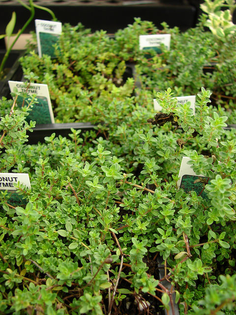 Thym couché