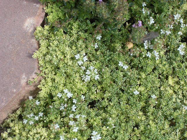 Thym couché