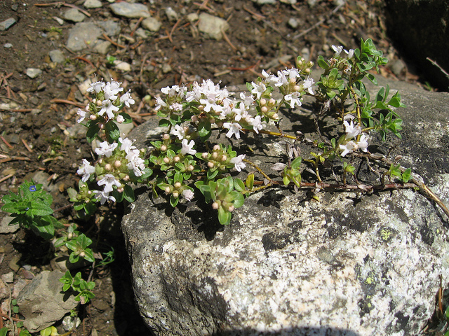 Thym couché
