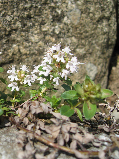 Thym couché