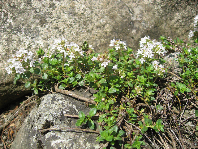 Thym couché (Thymus praecox)