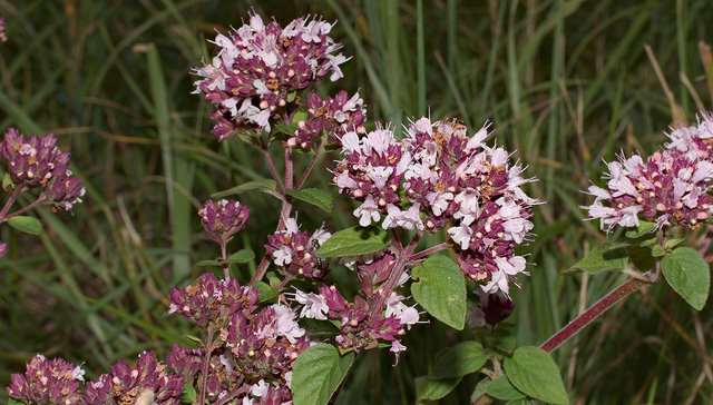 Thym de bergère (Thymus pulegioides)