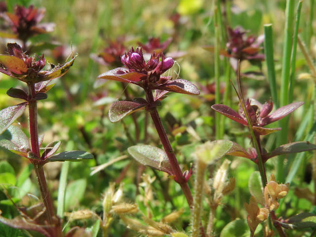 Thym de bergère