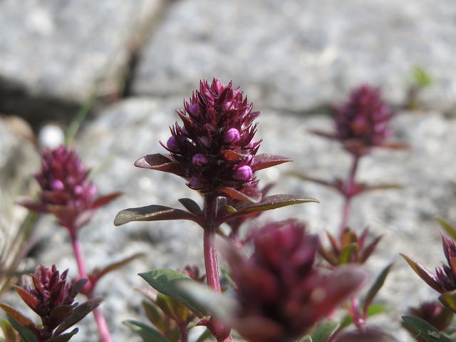 Thym de bergère