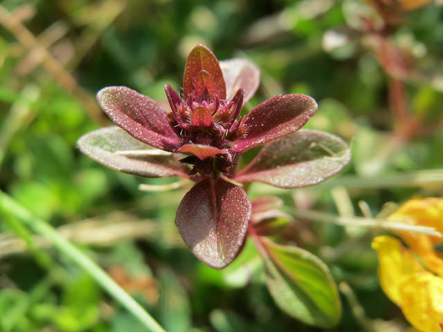Thym de bergère
