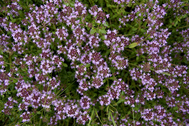 Thym de bergère