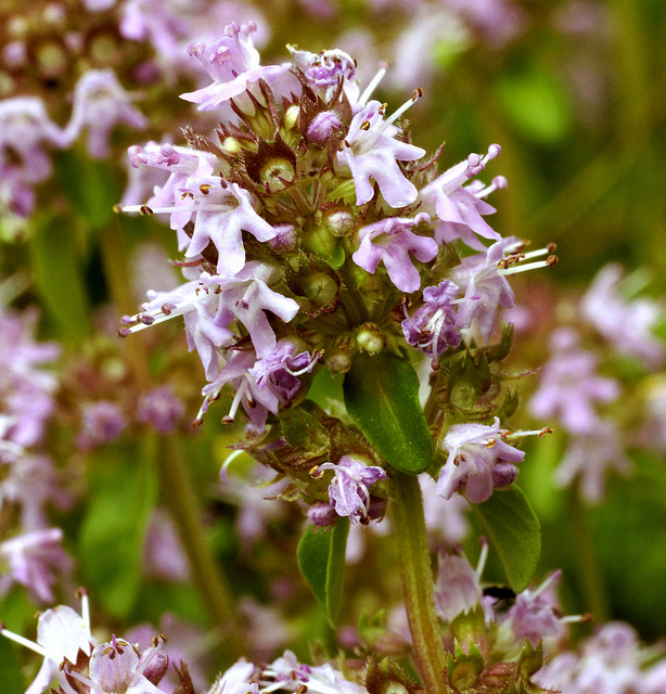 Thym de bergère