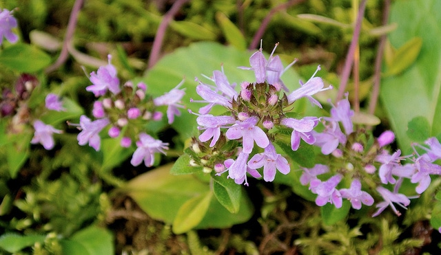 Thymus quinquecostatus