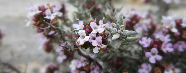 Thymus vulgaris