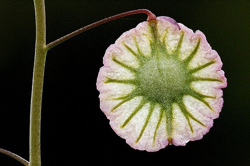 Thysanocarpus radians (Thysanocarpus radians)