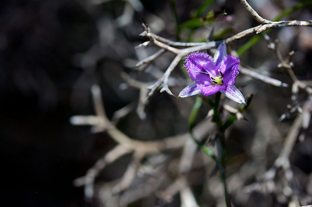 Thysanotus patersonii