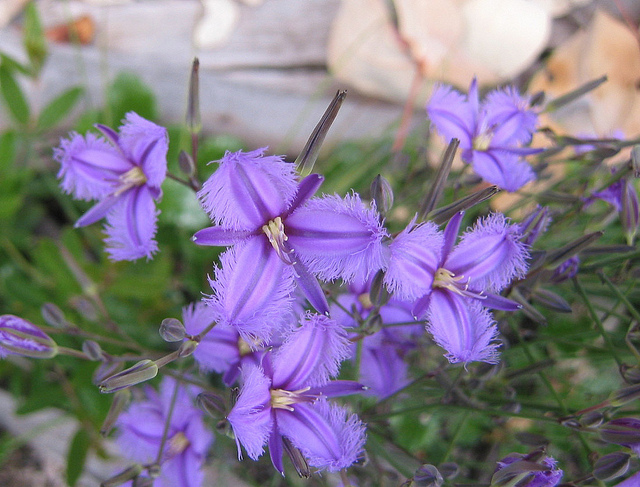 Thysanotus patersonii