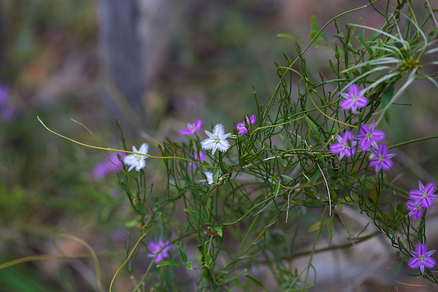 Thysanotus patersonii