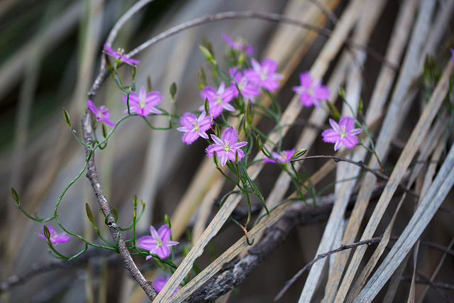 Thysanotus patersonii