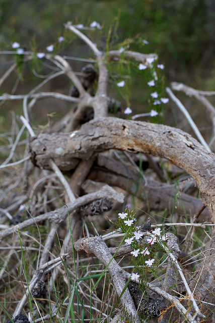 Thysanotus patersonii