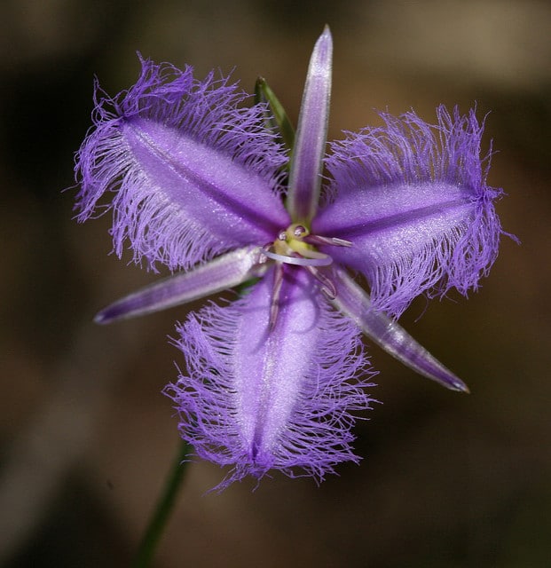 Thysanotus tuberosus