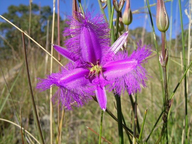 Thysanotus tuberosus