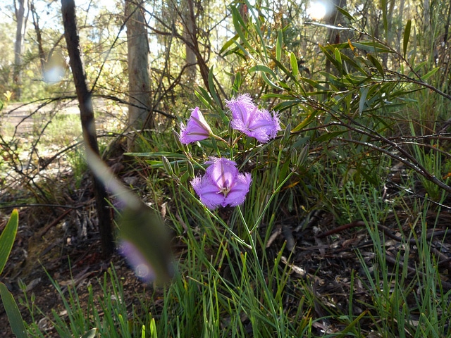 Thysanotus tuberosus
