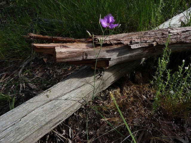 Thysanotus tuberosus