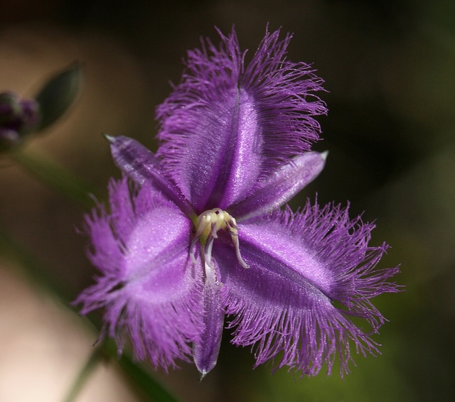Thysanotus tuberosus (Thysanotus tuberosus)