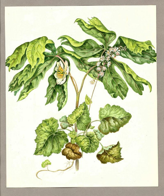 Tiarelle cordifoliée