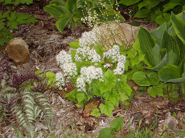 Tiarelle cordifoliée