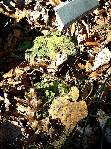Tiarelle cordifoliée