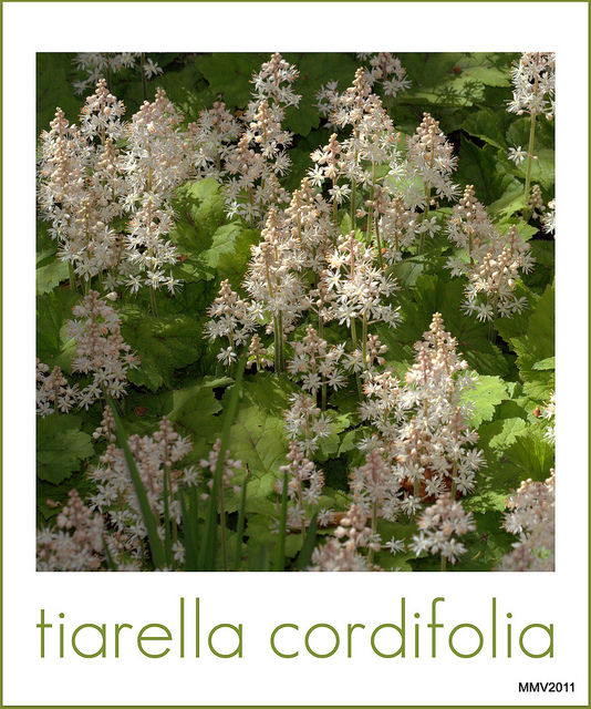 Tiarelle cordifoliée