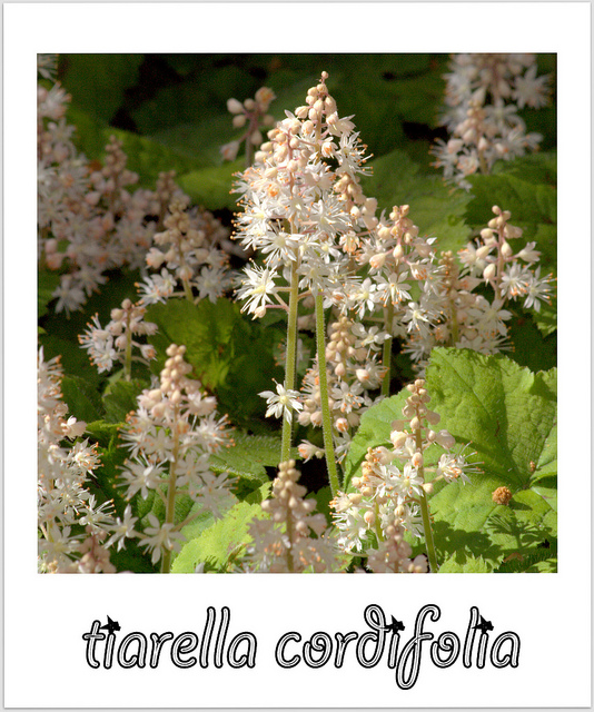 Tiarelle cordifoliée