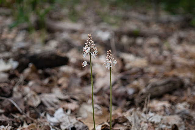 Tiarelle cordifoliée (Tiarella cordifolia)