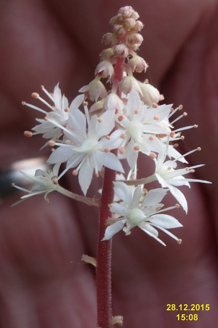 Tiarelle wherryi (Tiarella wherryi)