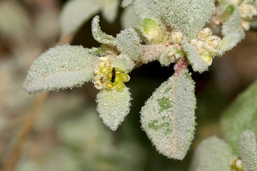 Tidestromia lanuginosa (Tidestromia lanuginosa)