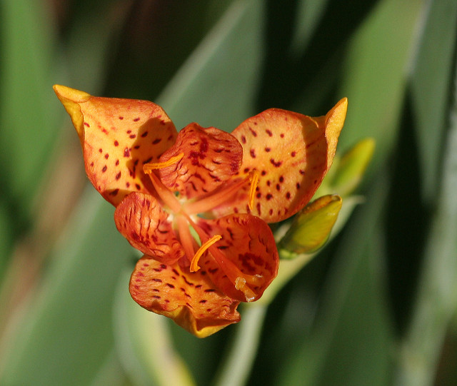 Œil-de-paon (Tigridia pavonia)