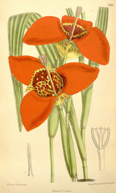 œil-de-paon