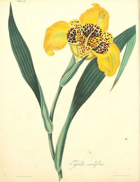 œil-de-paon