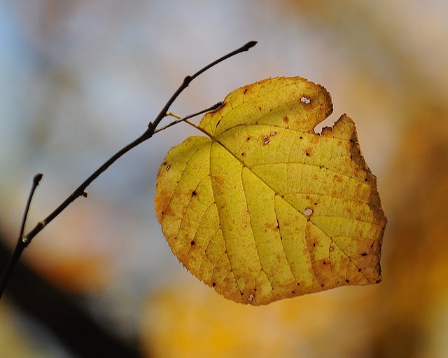 Tilia americana (Tilia americana)