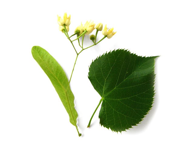 Tilia americana