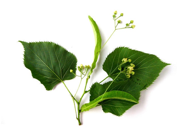 Tilia americana