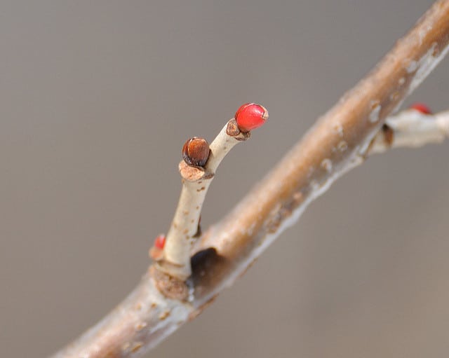 Tilia americana