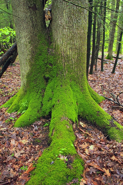 Tilia americana