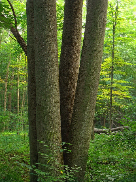 Tilia americana