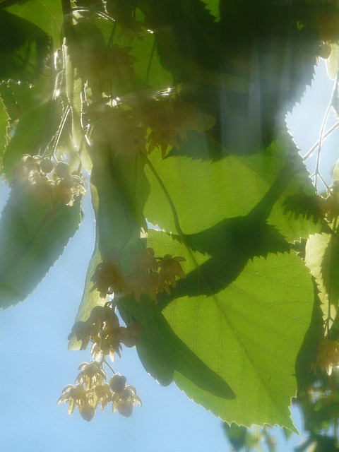 Tilleul à petites feuilles